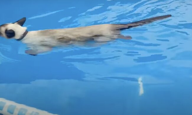 Katze. Quelle: Screenshot YouTube