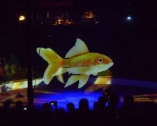 Mit Sorge für Tiere: Deutscher Zirkus Roncalli verwendet für Vorstellungen Hologramme statt Tiere