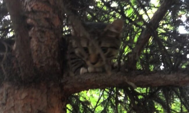 Die Familie rettete das kleine Kätzchen und den Welpen und sie wurden beste Freunde