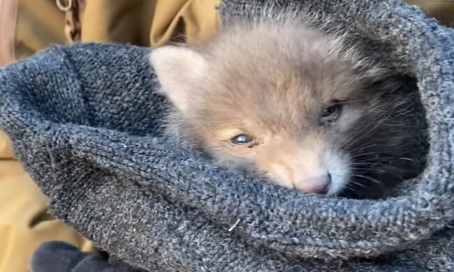 Ein geretteter kleiner Fuchs. Quelle: YouTube Screenshot