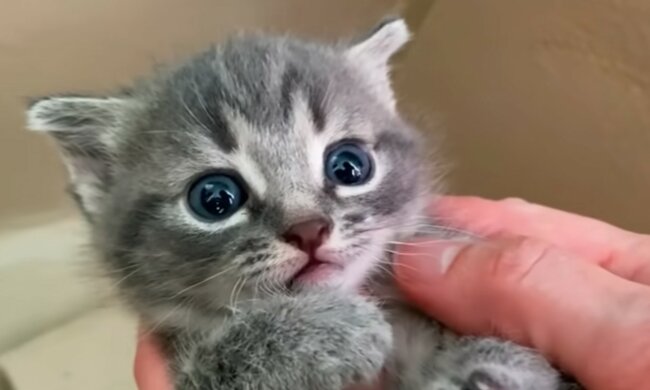 Unerwarteter Gast aus der Wildnis. Quelle: Screenshot YouTube