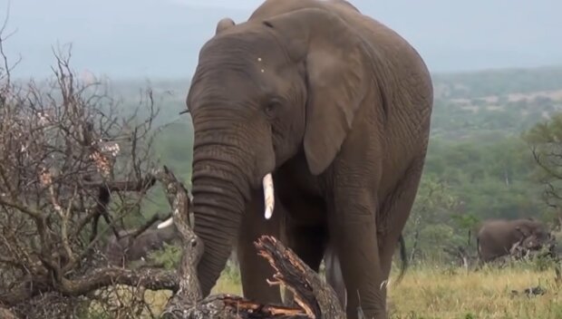 Ein verletzter Elefant. Quelle: YouTube Screenshot