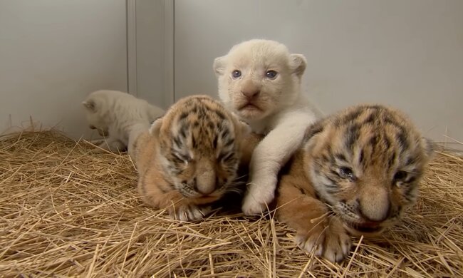 Babys. Quelle: YouTube Screenshot