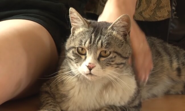 Streunende Katze. Quelle: Screenshot Youtube