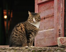 Familie freute sich, als sie eine streunende Katze rettete: Doch die Kleine entpuppte sich als eine Überraschung