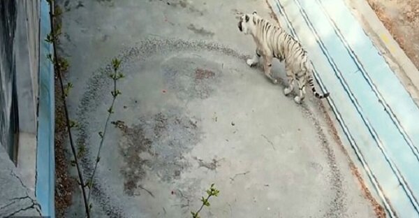 Psychologen halfen dem Tiger, der aus Traurigkeit einen Kreis in seiner Voliere zertrampelte