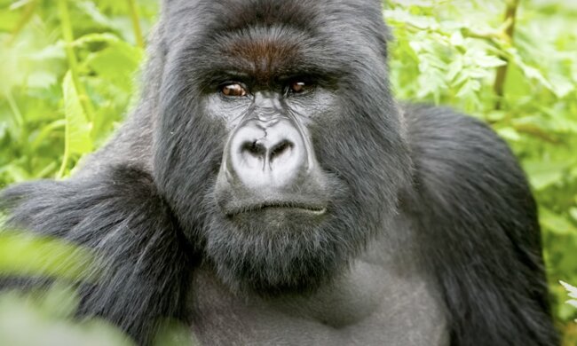 Gorilla. Quelle: Screenshot YouTube