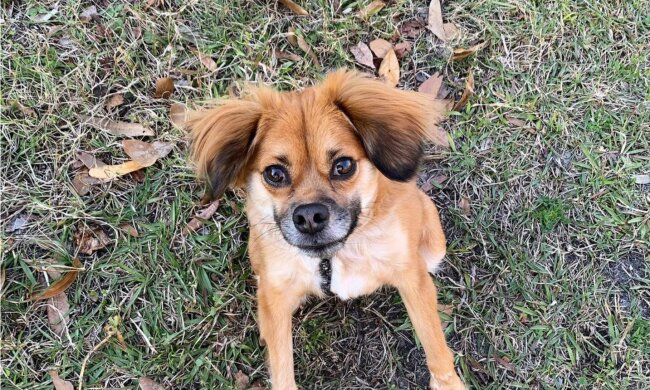 Hündin Tilly. Quelle: Instagram