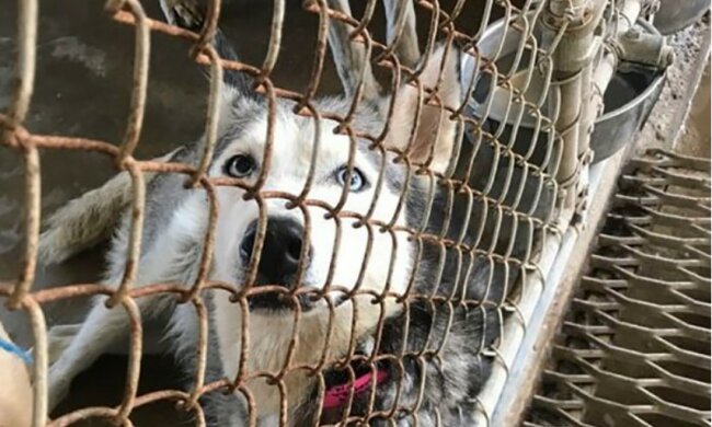 “Sagen Sie es dem Mann nicht”: Eine tapfere Frau hat der Hündin direkt im Auto bei der Geburt geholfen