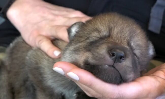 Ein Wolfswelpe. Quelle: YouTube Screenshot