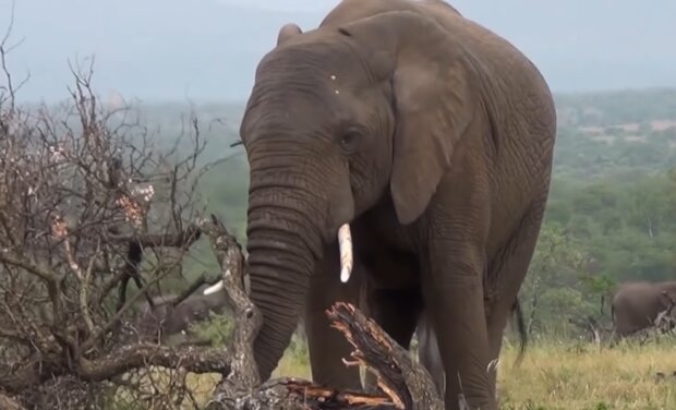 Akhtars Elefanten. Quelle: YouTube Screenshot