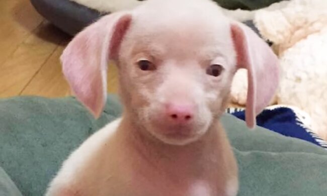 Welpe. Quelle: Screenshot Youtube