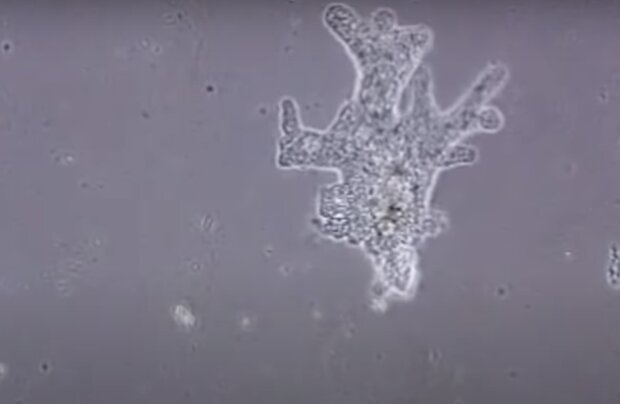 Uralte Organismen. Quelle: Screenshot YouTube