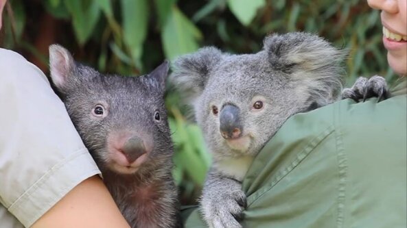 Beste Freunde: Wie ein Koala und ein Wombat während der Quarantäne Freunde wurden