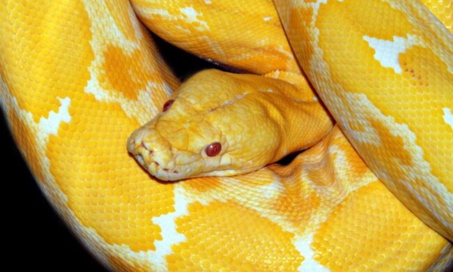 Eine deutsche Frau zeigte, wie sie ihre 60 Kilogramm schwere Python badet