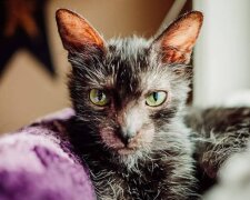 Katze Gracie. Quelle: Screenshot Youtube