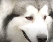 Großer Hund. Quelle: Screenshot YouTube