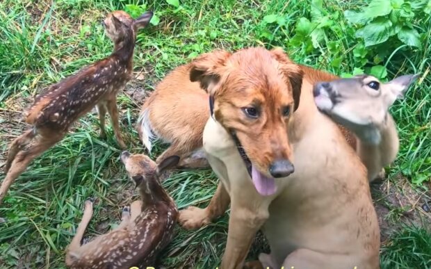 Berührende Freundschaft in der Tierwelt. Quelle: Screenshot YouTube