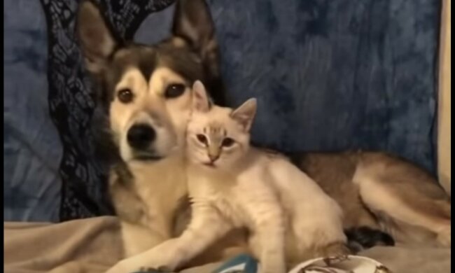 Gutherziger Betreuer mit dem Schwanz. Quelle: Screenshot YouTube