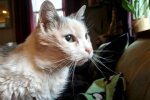 Die ältere Katze hat ihre früheren Besitzer überlebt und lebt jetzt mit zwei anderen Katzen zusammen, die ein Jahrzehnt älter sind