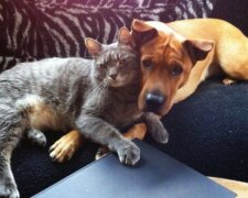 Wahre Liebe: Katzen, die sich in Hunde verliebt haben