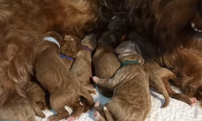 Die Welpen wurden vollkommen gesund geboren. Quelle: Youtube Screenshot