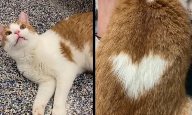 Rutil. Quelle: Screenshot Youtube