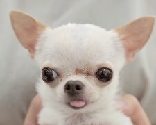 Chihuahua. Quelle: YouTube Screenshot