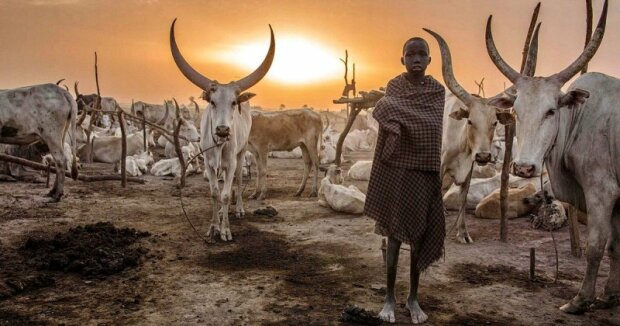 Alltag des afrikanischen Volkes: Minimum an Kleidung und Büffeln