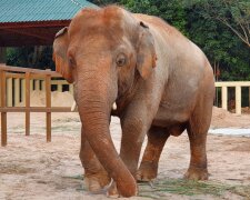Der einsamste Elefant der Welt hat sich zum ersten Mal seit Jahren verliebt