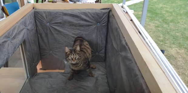 Ein fürsorglicher Mensch baute ein Häuschen für die streunenden Katzen und installierte Kameras, um sicherzustellen, dass es ihnen gut geht