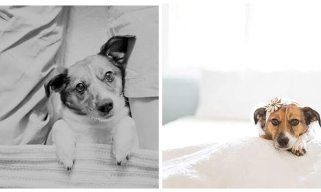 Familienfoto, Hund. Quelle: Screenshot