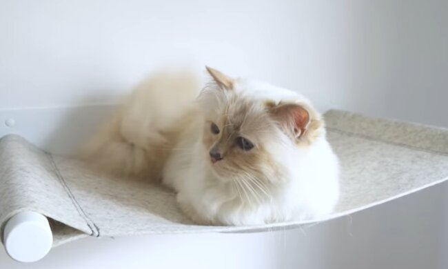 Choupette. Quelle: YouTube Screenshot