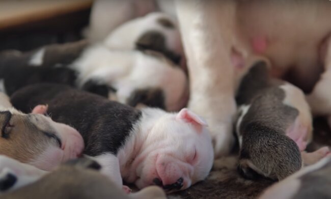 Der Welpe. Quelle: Screenshot YouTube