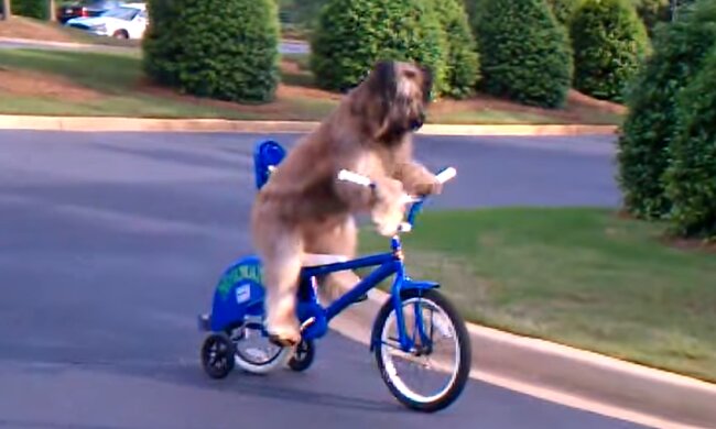 Hund fährt Fahrrad. Quelle: Screenshot Youtube
