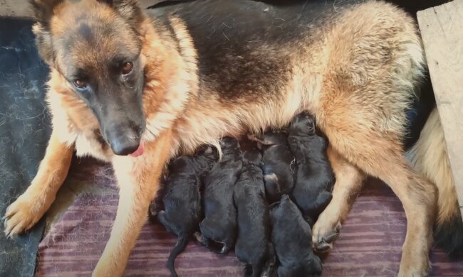 Mama mit Babys. Quelle: Screenshot Youtube