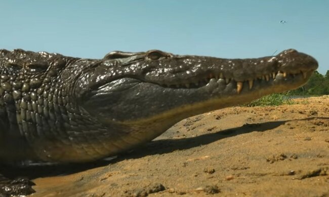 Alle Eltern haben die Zärtlichkeit an sich. Quelle: Screenshot YouTube