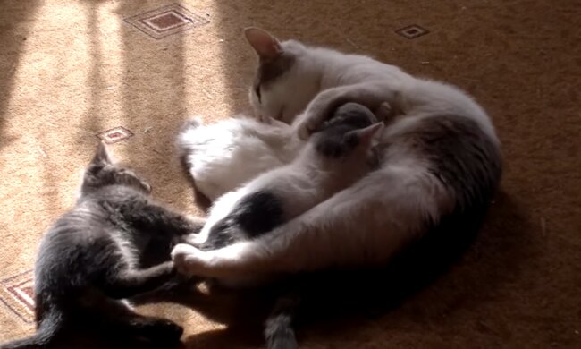 Katzenmutter mit den Kätzchen. Quelle: Screenshot Youtube