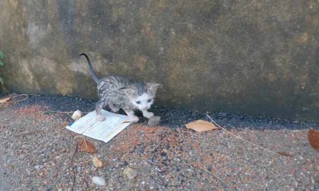 Hingebungsvolle Katzenmutter. Quelle: Youtube Screenshot