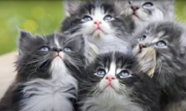 Katzen. Quelle: Screenshot YouTube