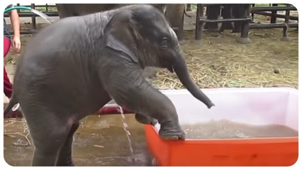 Elefantenbaby. Quelle: Video Screenshot
