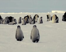 Pinguine. Quelle: Youtube Screenshot