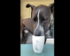 Der Kaffee-liebende Hund. Quelle: Youtube Screenshot