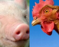 Schwein und Henne. Quelle: Youtube Screenshot
