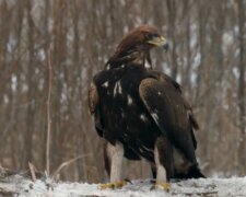 Ein Bauer legte ein Hühnerei unter einen Adler: Wie es für das Küken ausging