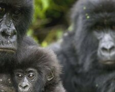 Natur versagt: Wildtierpopulation am Rande der Auslöschung