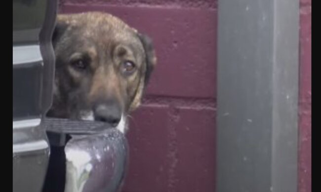 Der streunde Hund. Quelle: Youtube Screenshot