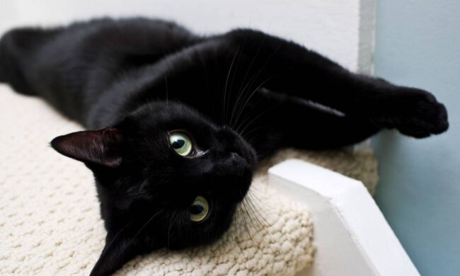 Das Mädchen wollte eine Katze haben: Ihre Präsentation überzeugte sogar Microsoft