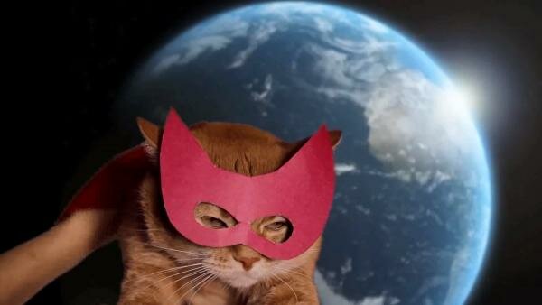 Das Mädchen beschützte ein kleines Kätzchen, das aufwuchs und der Besitzerin heldenhaft das Leben rettete