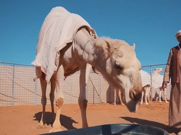Hotel für Kamele. Quelle: Screenshot Youtube